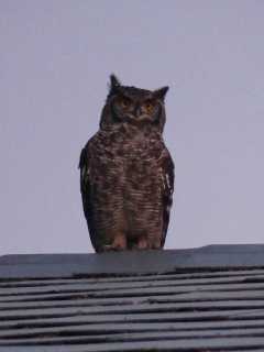 Rooftop Owl